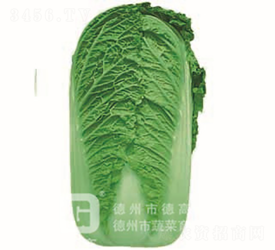 �＾�ײ�-���G���h-��ײ˷N��-�¸߷N�I(y��)