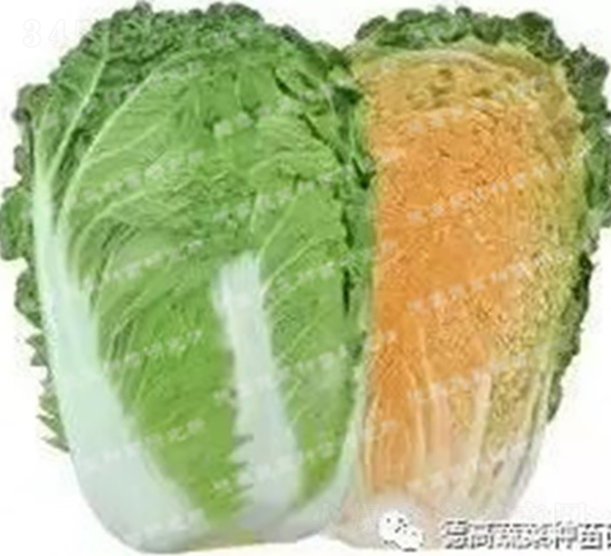 ���~�ײ�-�t��܊298-��ײ˷N��-�¸߷N�I(y��)