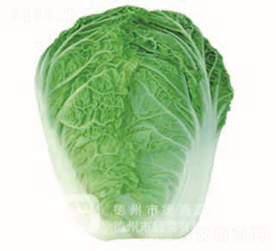 ���~�ײ�-�¸�181-��ײ˷N��-�¸߷N�I(y��)