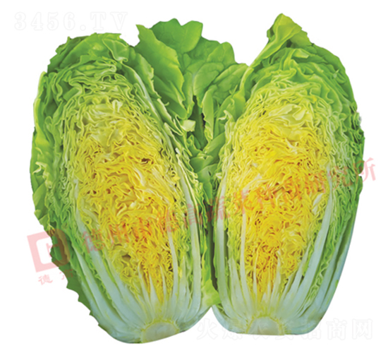 ��z��-�¸������-��ײ˷N��-�¸߷N�I(y��)