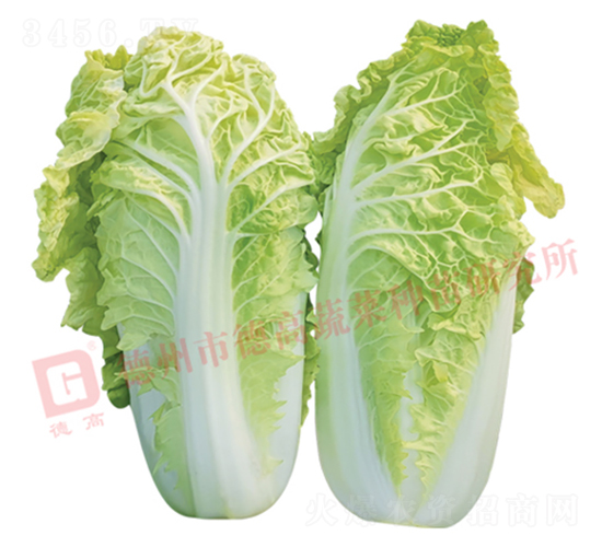 ��z��-�¸�1443-��ײ˷N��-�¸߷N�I(y��)