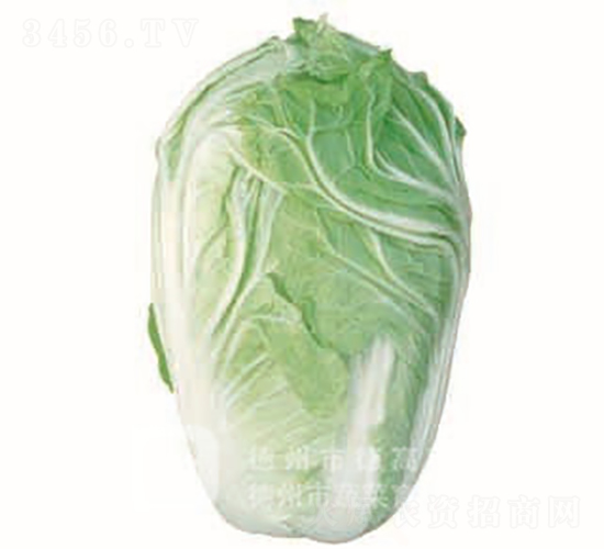 �ļ��͟�ײ�-�¸�45-��ײ˷N��-�¸߷N�I(y��)