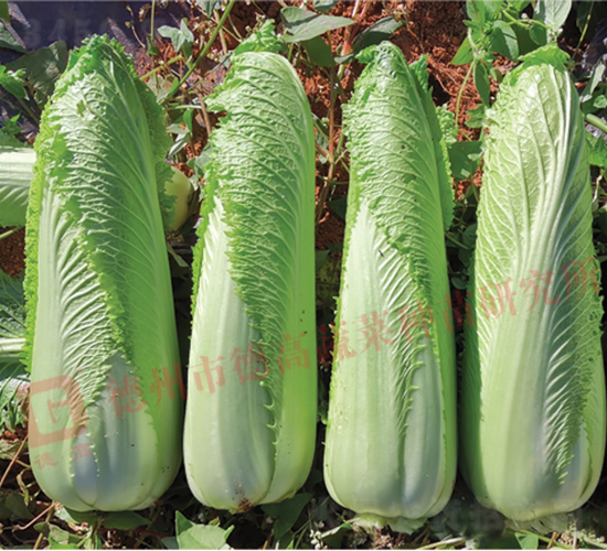 ��ѿ�B��-����1̖-��ײ˷N��-�¸߷N�I(y��)