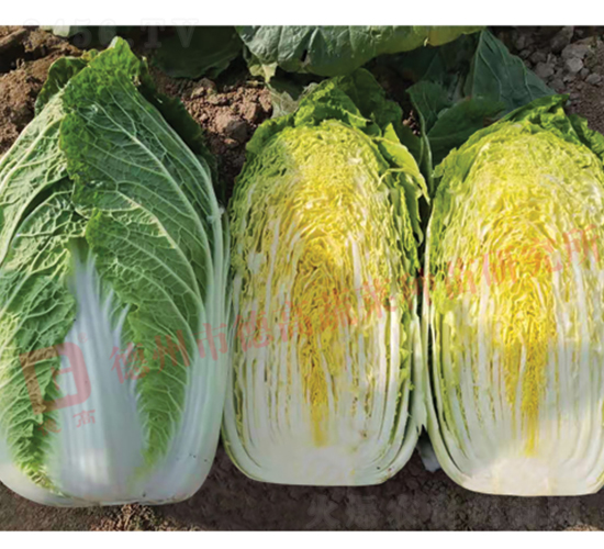 �����[���ײ�-CR1334-��ײ˷N��-�¸߷N�I(y��)