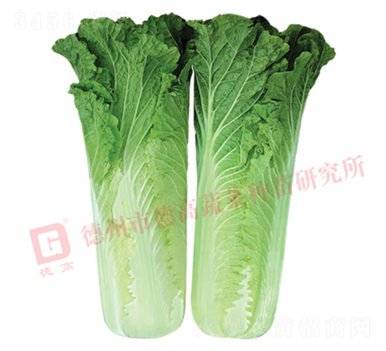 �����[���ײ�-CR359-��ײ˷N��-�¸߷N�I(y��)