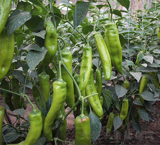 �ʽ���7208-�����N��-����