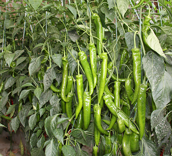 ����˹7209-�����N��-����