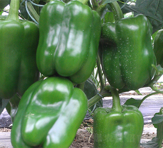 �G���P�R-�����N��-����