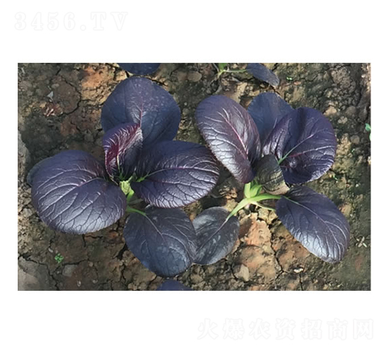 �c��һ̖(h��o)-С�ײ˷N��-�c�l(f��)��ʢ