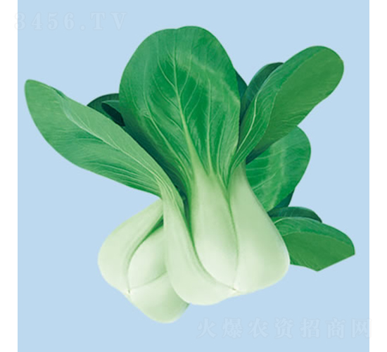 ����(j��)�ļ���-С�ײ˷N��-�c�l(f��)��ʢ