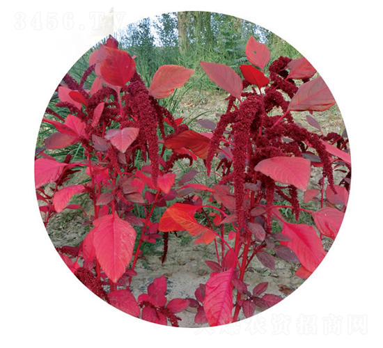 �t��-�{�˷N��-�c�l(f��)��ʢ