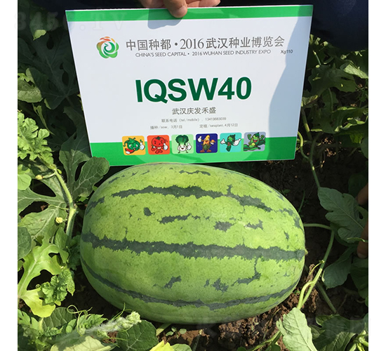 �c��3̖(h��o)-���ϷN��-�c�l(f��)��ʢ