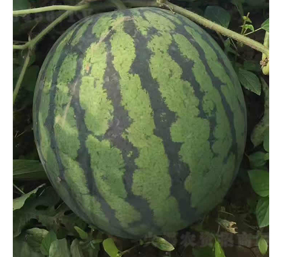 �c��-���ϷN��-�c�l(f��)��ʢ