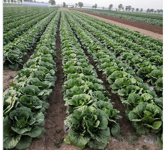 ���A8̖(h��o)-�ײ˷N��-���зN��