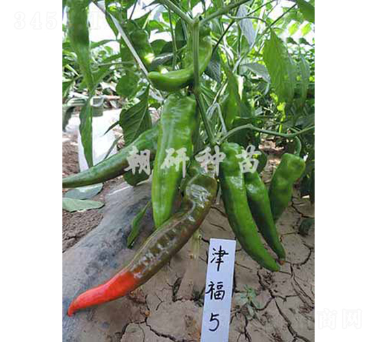 ��5-�����N��-���зN��