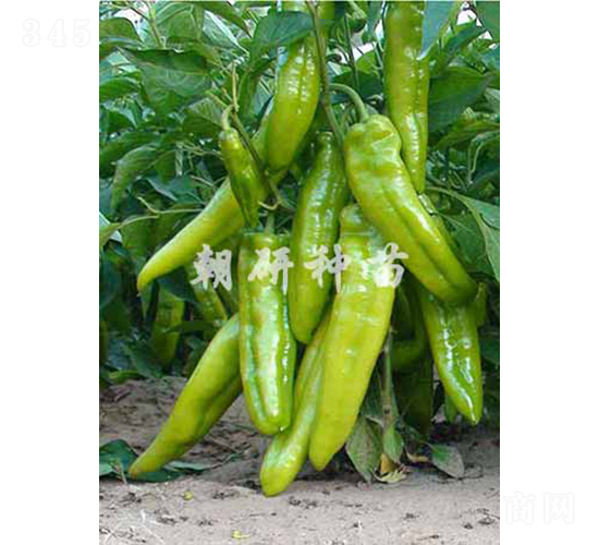 ��17-�����N��-���зN��