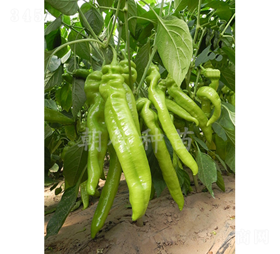 ��172-�����N��-���зN��