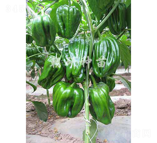 ��3-�����N��-���зN��