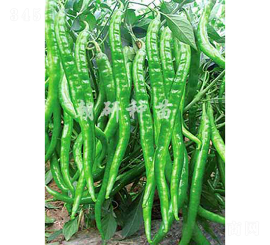 ��803-�����N��-���зN��