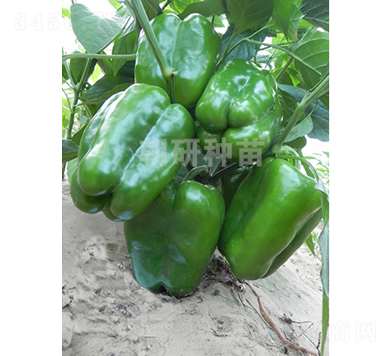 ��143-�𽷷N��-���зN��