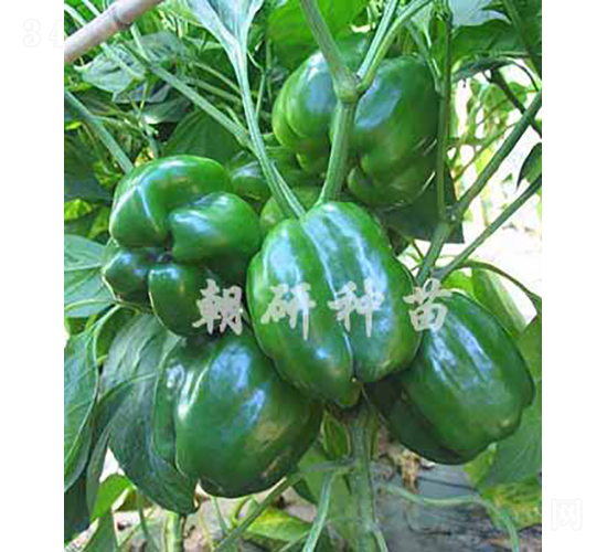 ��85-10-�𽷷N��-���зN��