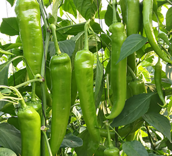 �Z��130-�����N��-���շN��