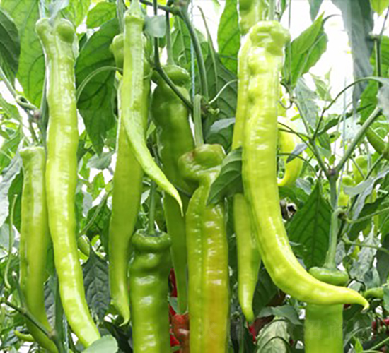 �Z��115-�����N��-���շN��