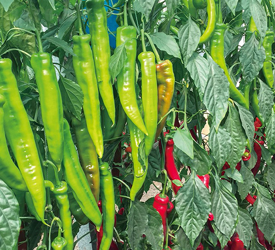 �Z��101-�����N��-���շN��