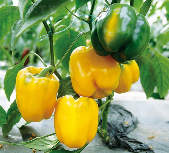 �_��W-�𽷷N��-���շN��