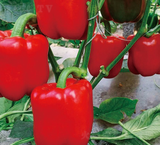 ����23-�����N��-���շN��