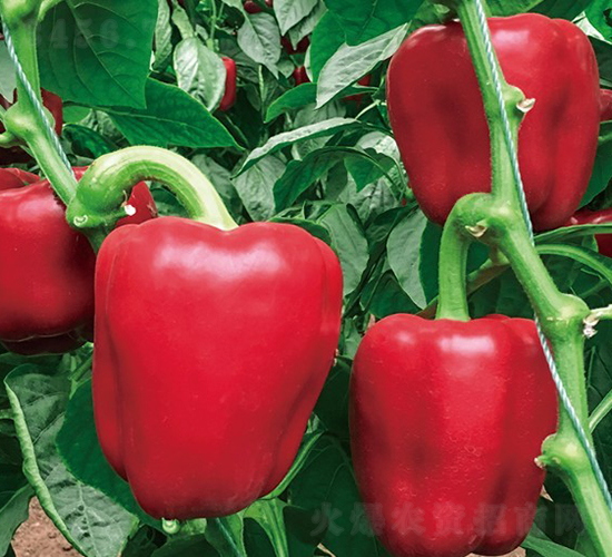 ����7̖(h��o)-�����N��-���շN��