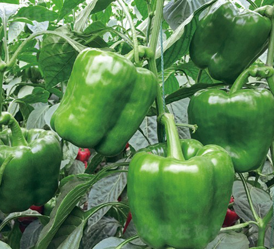 ���_��-�����N��-���շN��