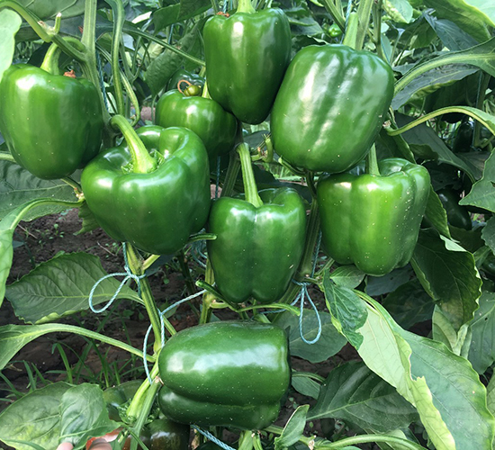 ����9̖-�����N��-���շN��