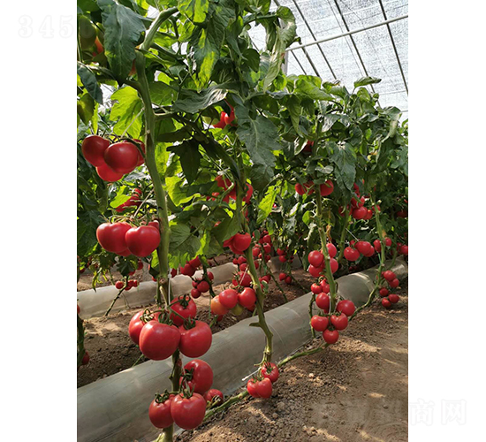 ��Ş007-���ѷN��-���շN��