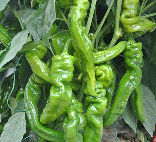 �ݽz��7260-�����N��-����