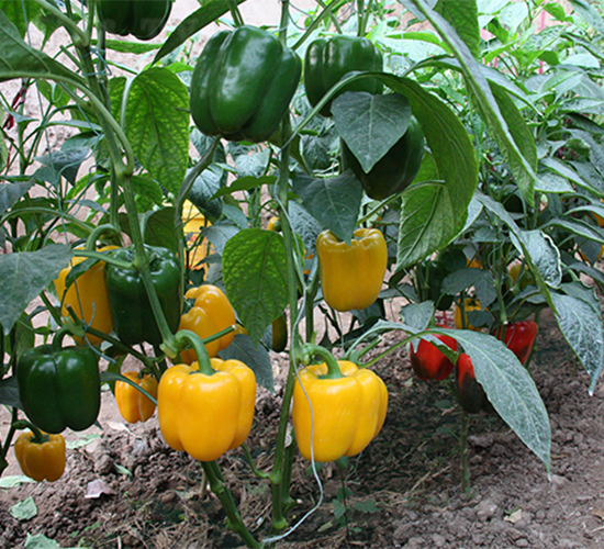 �ʽ�-�����N��-����