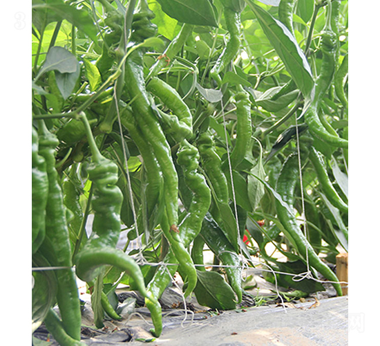 37-94-�����N��-���r(n��ng)�r(n��ng)�I(y��)