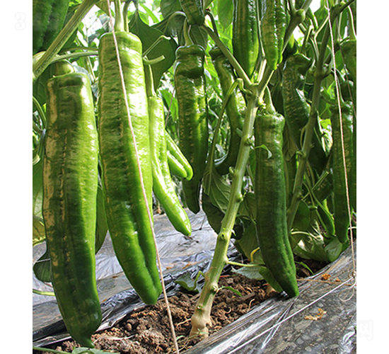 �G��Ş-�����N��-���r(n��ng)�r(n��ng)�I(y��)