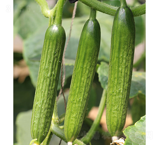 ����-ˮ���S�ϷN��-���r(n��ng)�r(n��ng)�I(y��)