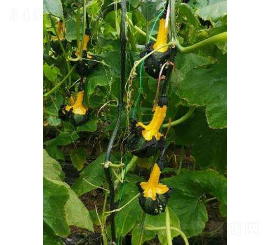 ��С���^�p���Ϲ�-�r(n��ng)�ƷN��