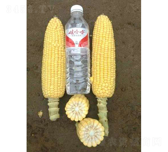 2019-531���׷N��-�r�ƷN��