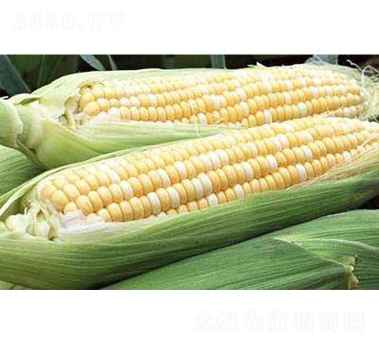 ���y���׷N��-�r(n��ng)�ƷN��