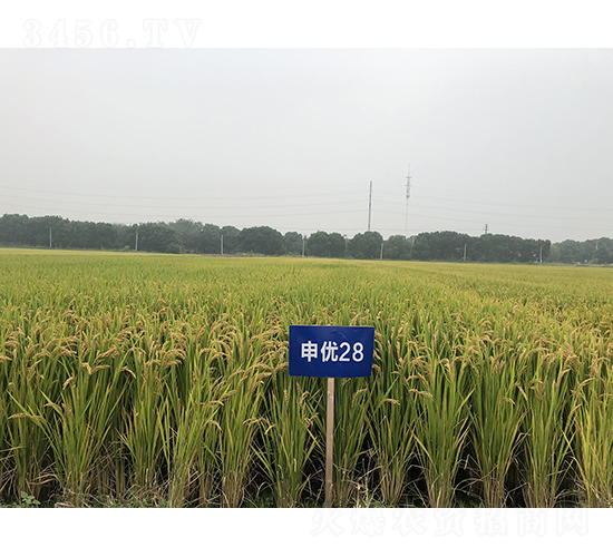 �ꃞ(y��u)28-ˮ���N��-�r(n��ng)�ƷN��