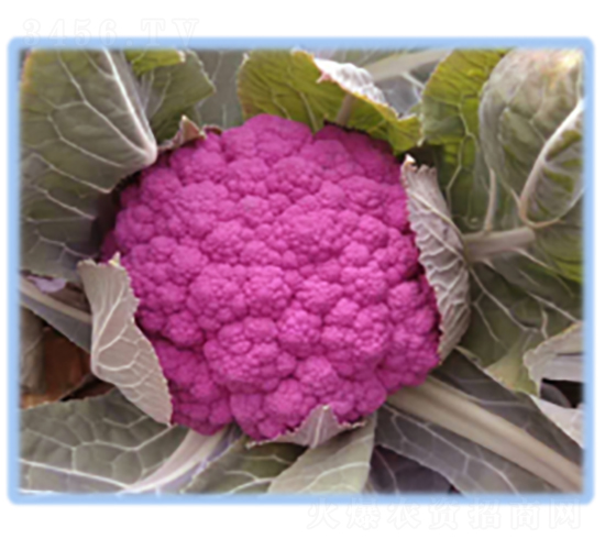 �|��֮�ϸ��{�N��-�r(n��ng)�ƷN��