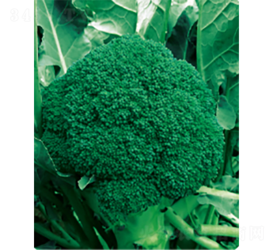 ���G��̖(h��o)��Ҭ�˷N��-�r(n��ng)�ƷN��