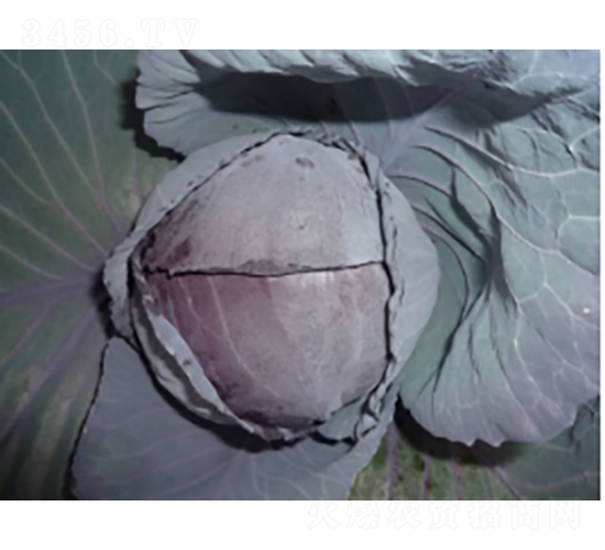 ���ϸʸ��{�N��-�r�ƷN��