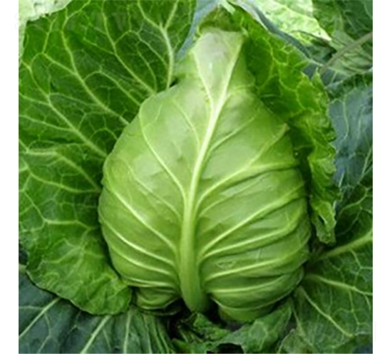 �������{(l��n)�N��-�r(n��ng)�ƷN��