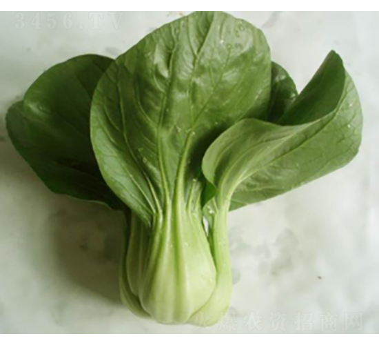 �G����˷N��-�r(n��ng)�ƷN��