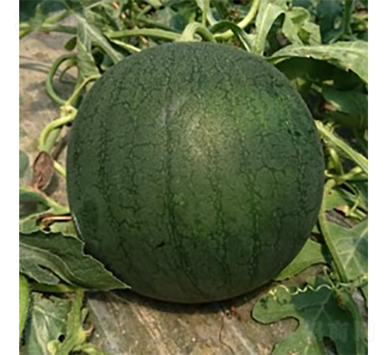 �ڽ�-���ϷN��-�r(n��ng)�ƷN��