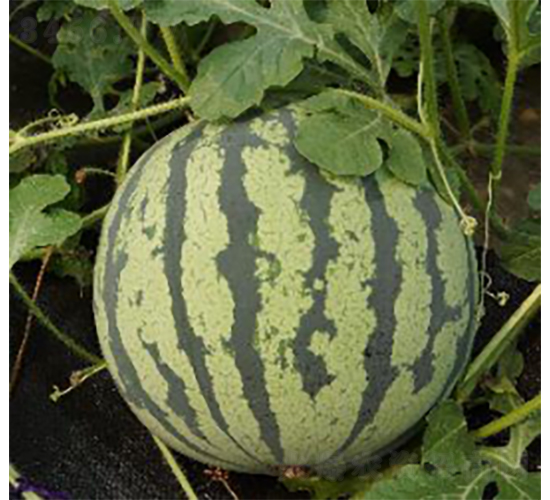 �꿹988-���ϷN��-�r(n��ng)�ƷN��